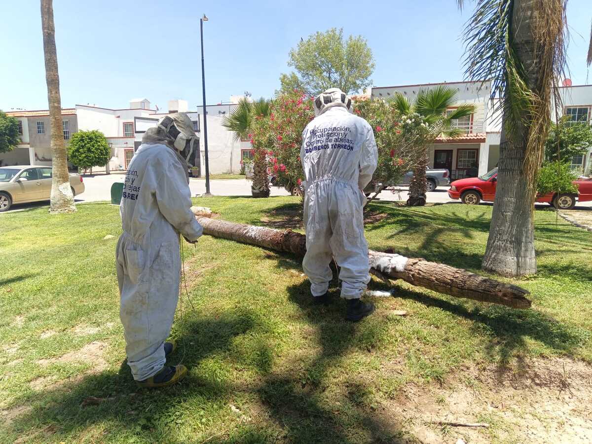 En Torreón, bomberos atienden más de 500 reportes de abejas. (Alejandro Castañeda)