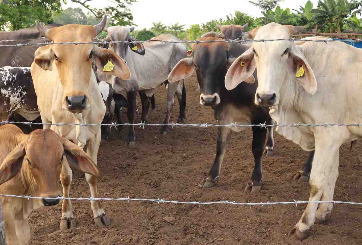 Vacas | Noé Zavala