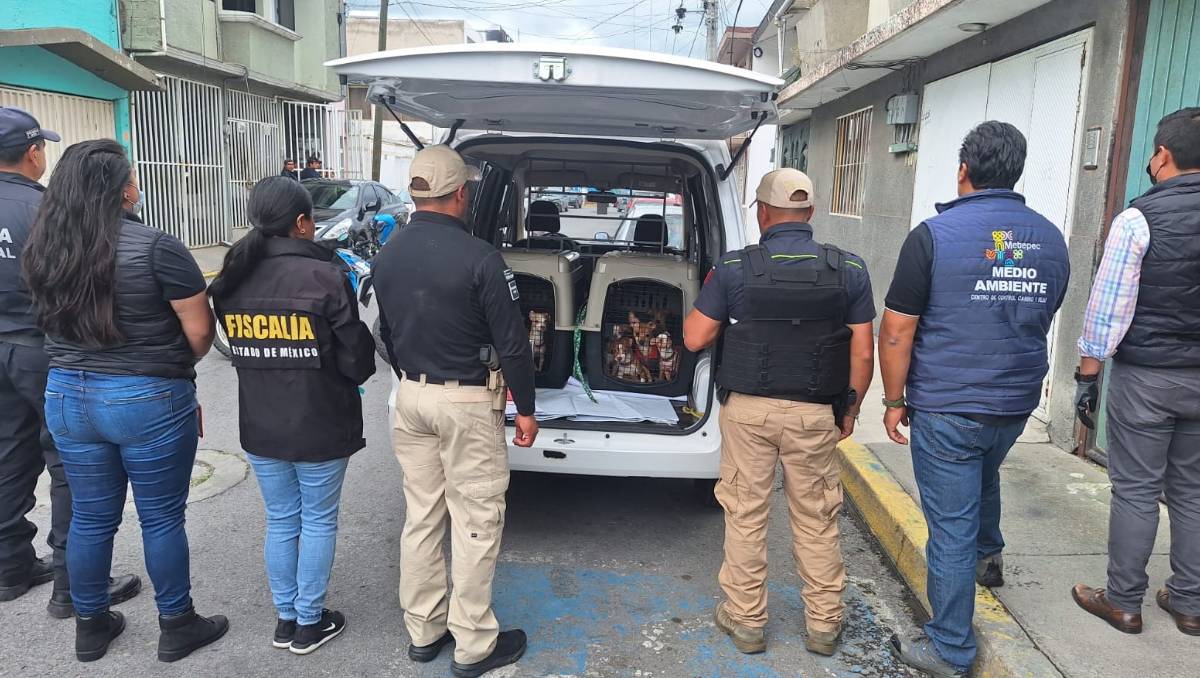 Los animales fueron asegurados y se prevé sean trasladados a fundaciones de protección animal. | Especial