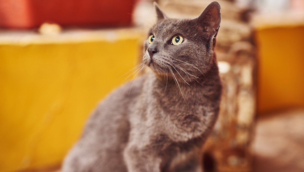 Beneficios de tener un gato en casa y cómo cuidarlo mejor | ESPECIAL