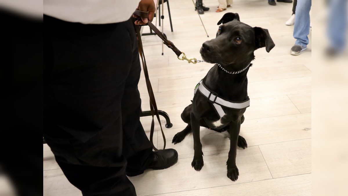 Uno de los perritos que forman los binomios caninos contra gusano barrenador en Jalisco (Cortesía)