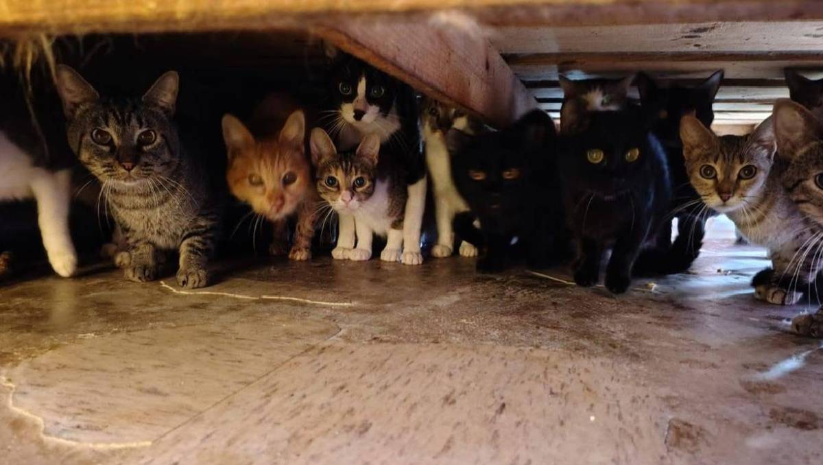 Personal municipal encontró que dos personas habitaban el lugar junto con decenas de felinos. |Especial
