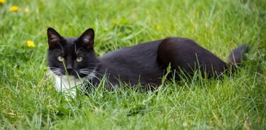Estudios han revelado que tener gatos tiene muchos beneficios para la salud mental.