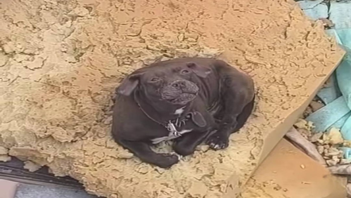 Denuncian maltrato animal en Mineral de la Reforma. (Facebook)