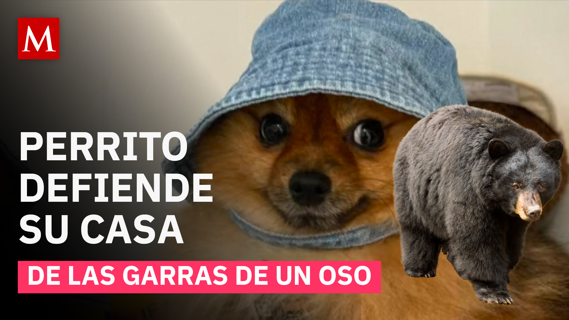 Oso entra a una casa en Canadá y un perrito lo enfrenta