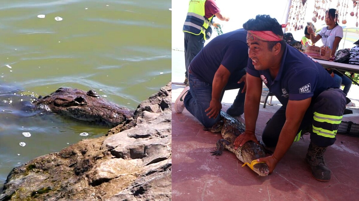 Bomberos de Ciudad Madero capturan cocodrilo en escolleras de Playa Miramar
