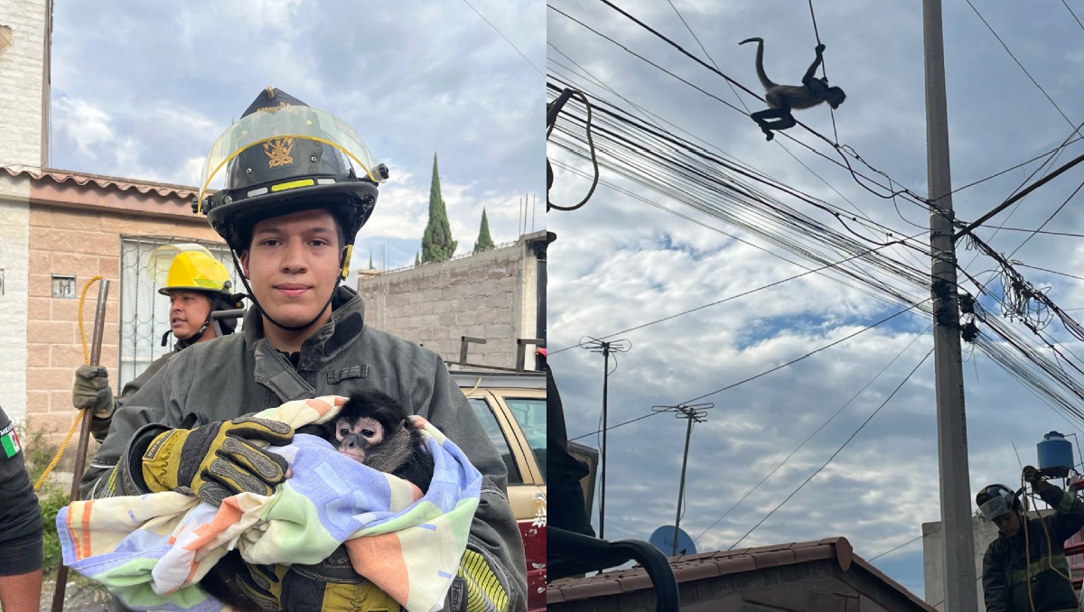 Los bomberos rescataron a un mono araña que hallaron saltando entre los cables de alta tensión. | Protección Civil
