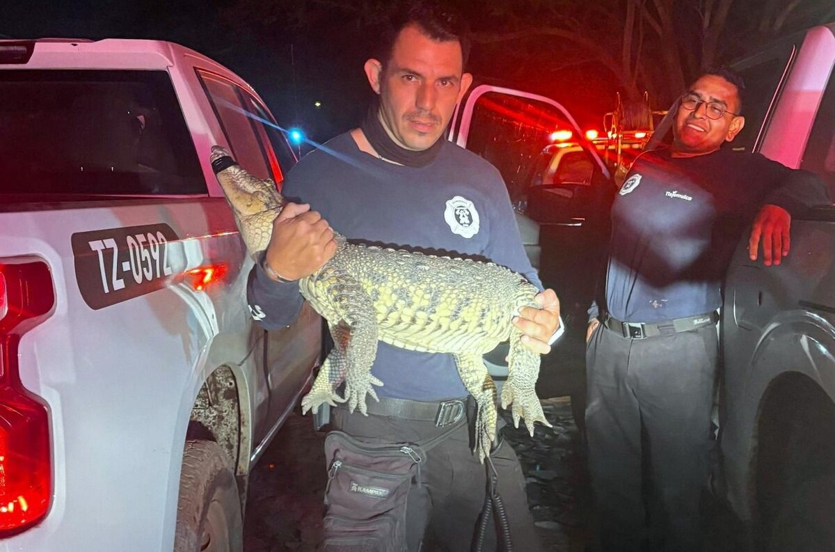 El reptil se encuentra en buen estado de salud. (Cortesía)
