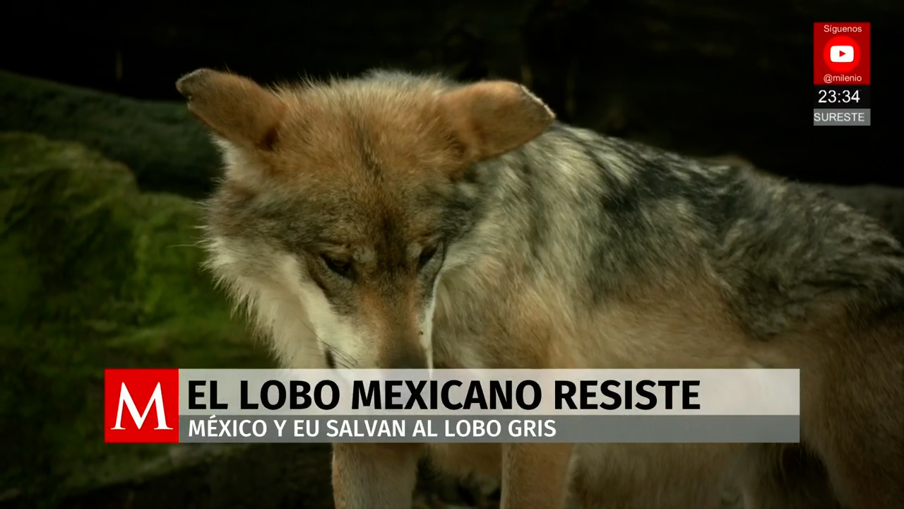 La historia del lobo mexicano y su rescate gracias a la cooperación binacional