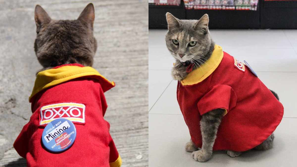 Minina, la gatita empleada del Oxxo en Puebla | Agencia Es Imagen