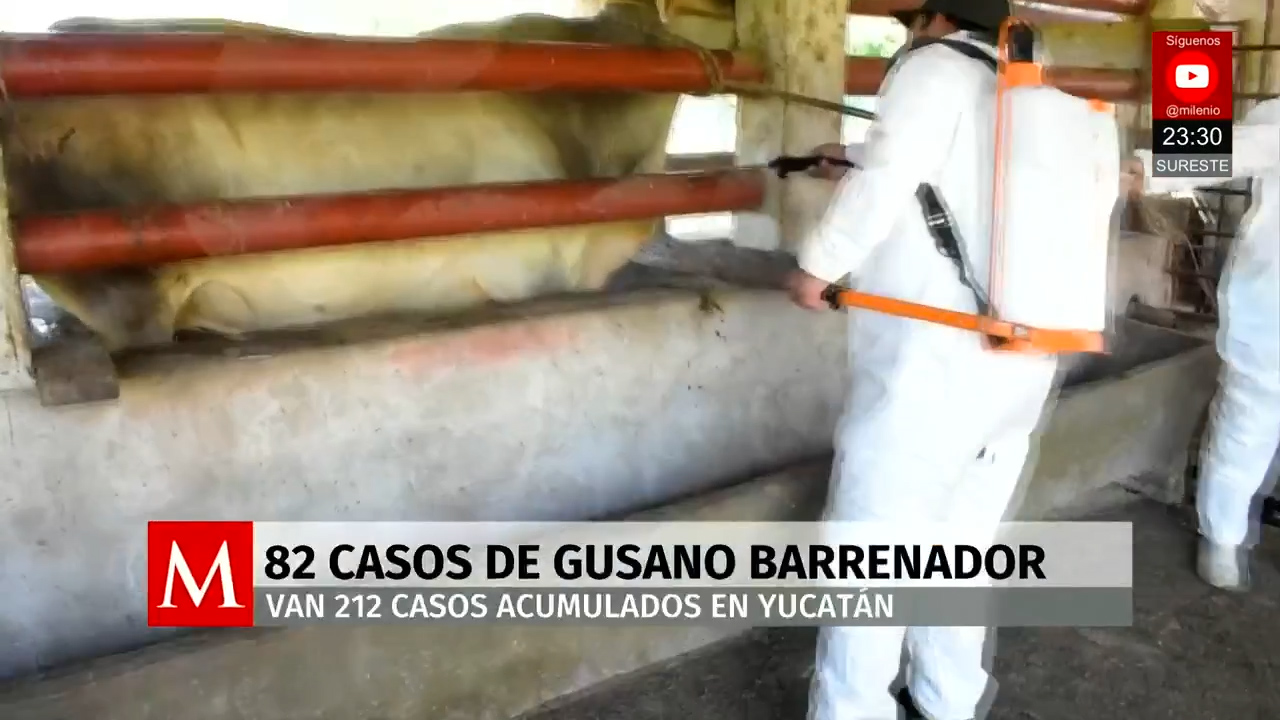 Yucatán reporta nuevos casos de gusano barrenador de ganado y refuerza medidas sanitarias