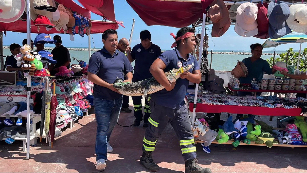 Capturan a cocodrilo en playa Miramar. (Yazmín Sánchez)