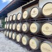 Evento anual en la Finca Sala Vivé de Freixenet, donde visitantes participan en actividades de vendimia, recorridos por los viñedos y catas de vino.
