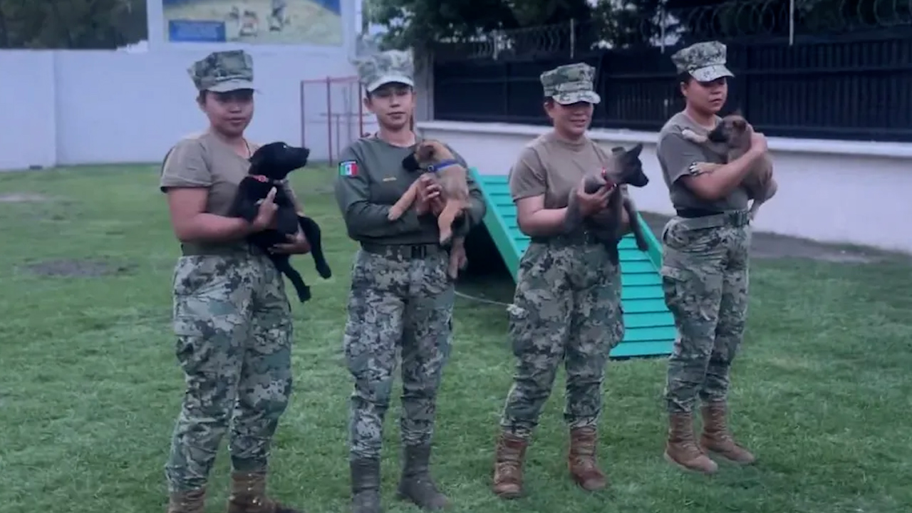 Semar prepara a la 'Generación FIFA' de cachorros para detectar explosivos en el Mundial 2026