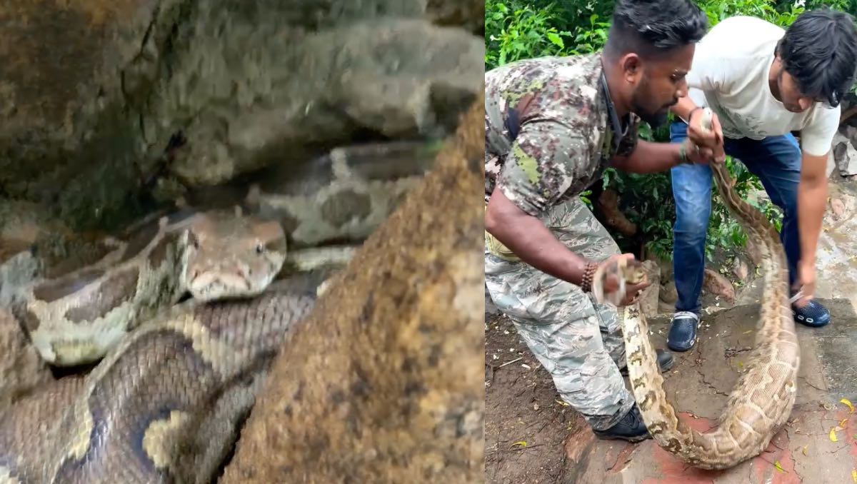 Serpiente es localizada en escuela. | ESPECIAL