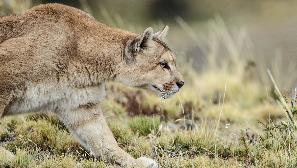 El puma fue atropellado | Especial