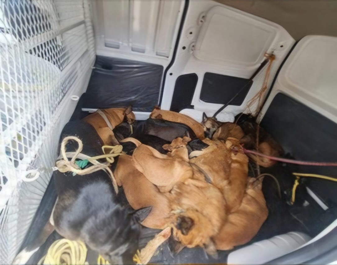 Fueron rescatados 29 perros tras dos cateos. (Cortesía)