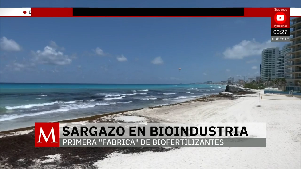 Yucatán inaugura primera fábrica de biofertilizantes y alimentos con algas de sargazo