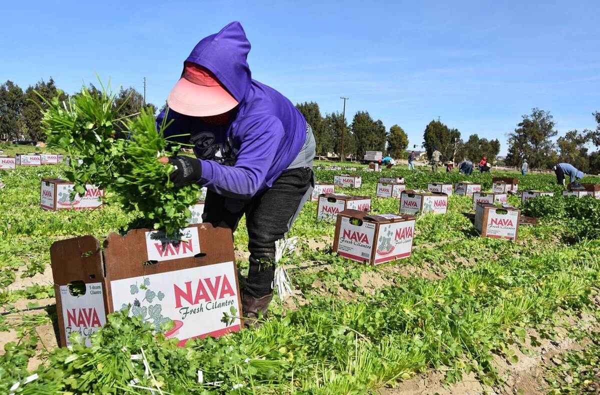Cultivo en California. EFE.