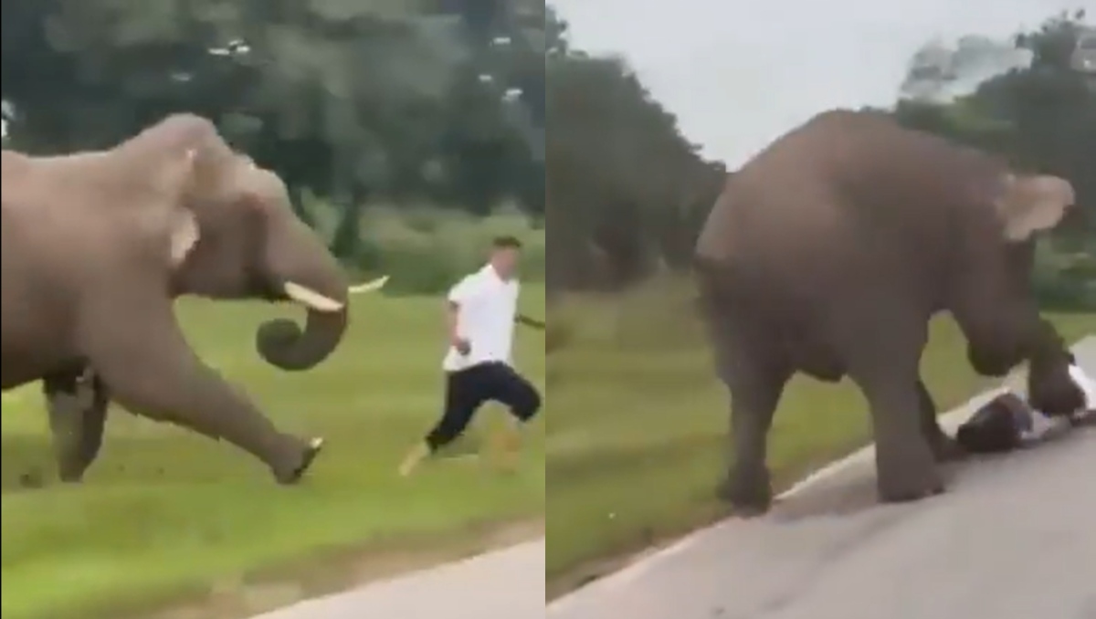 Elefante persigue y aplasta a turista | Especial