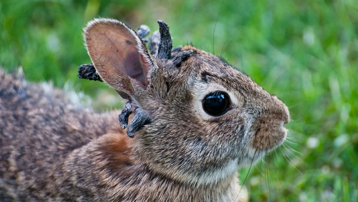 La enfermedad en los conejos puede provocar nódulos con apariencia de cuernos. (Redes sociales)