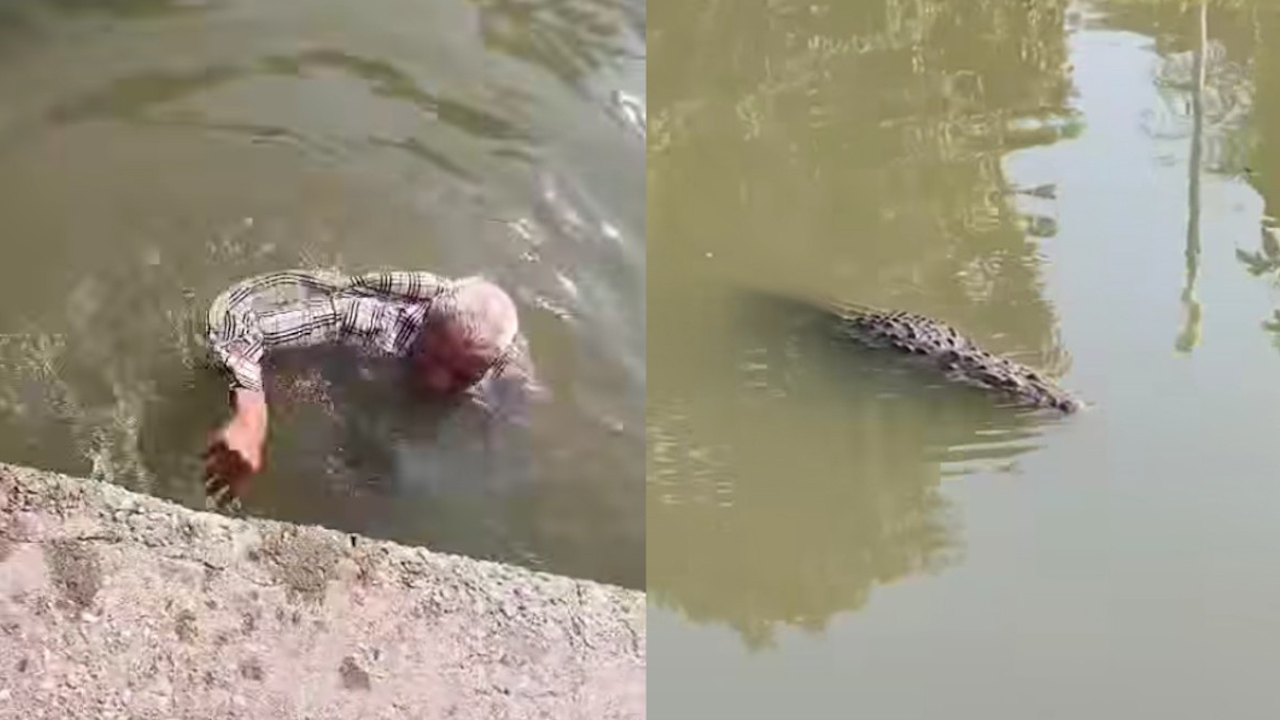 Evitan tragedia: hombre de la tercera edad es salvado de cocodrilo en Tampico