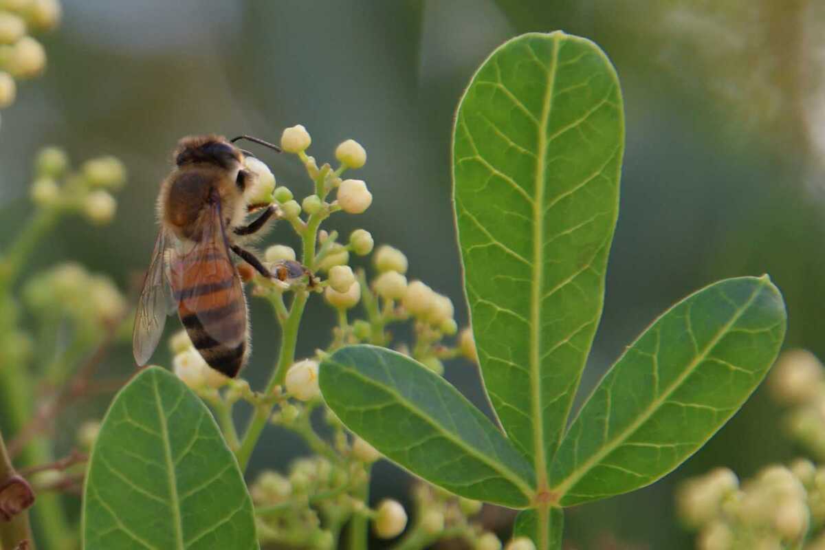 Desde 2018, el Laboratorio de Cambio Climático y Conservación de Recursos Naturales estudia la actividad apícola en la zona.| Verónica Rivera