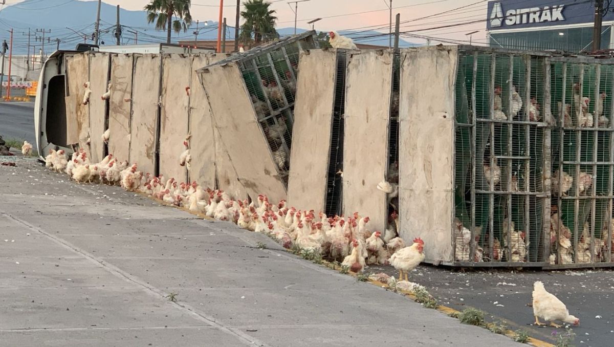 Un tráiler que transportaba miles de gallinas volcó sobre el libramiento Óscar Flores Tapia. | Especial