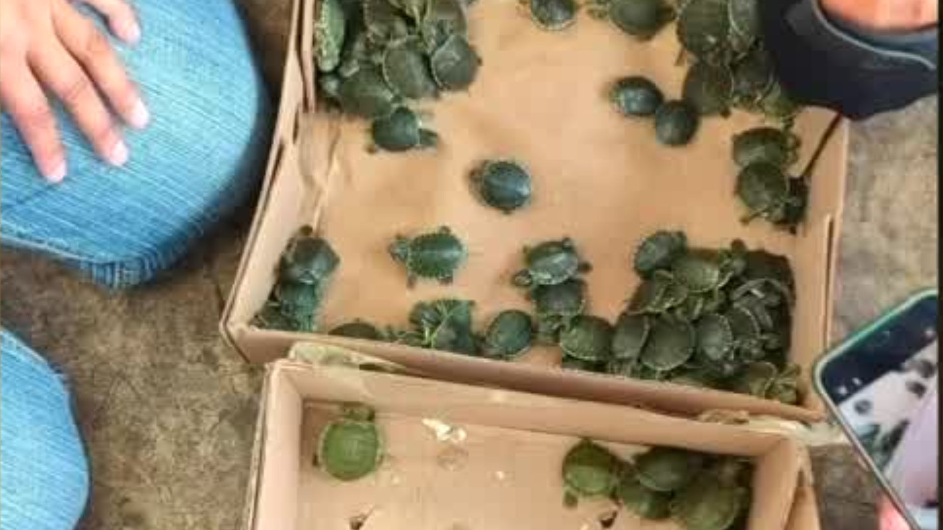 Autoridades federales y estatales de Michoacán rescatan a cien tortugas