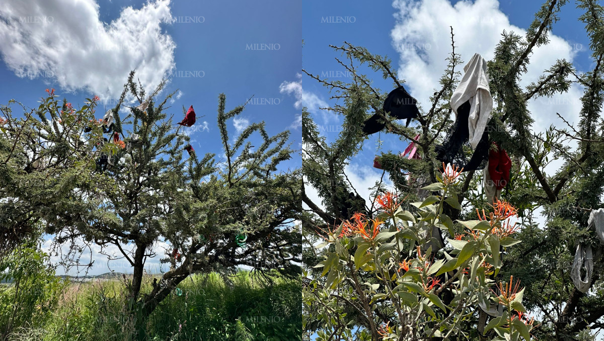 Captan árbol con calzones y brasieres en Puebla | Andrés Lobato