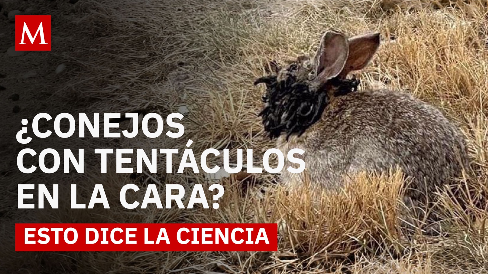 ¿Conejos con cuernos? La verdad detrás de las extrañas imágenes en Colorado