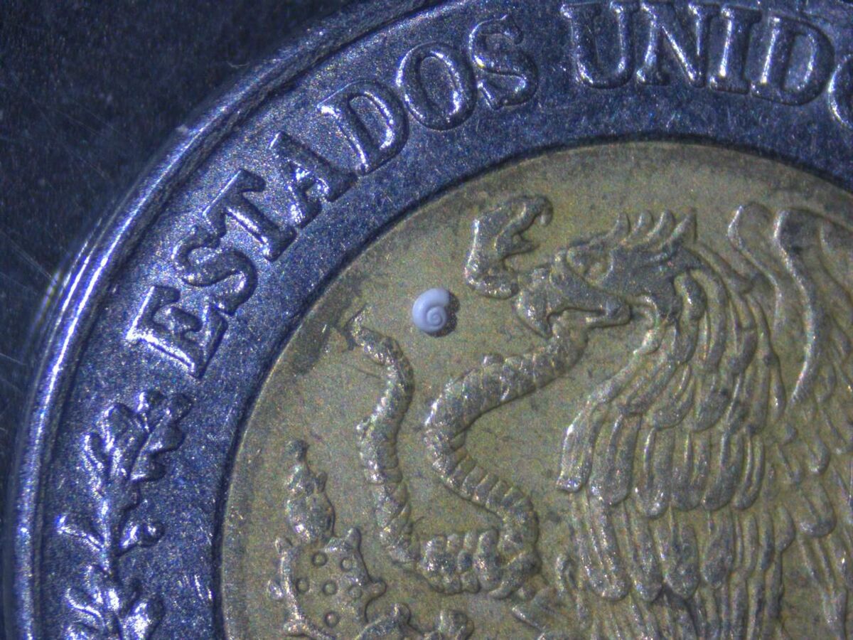 Descubren en Coahuila el caracol más pequeño del mundo. (Cristian Morúa)