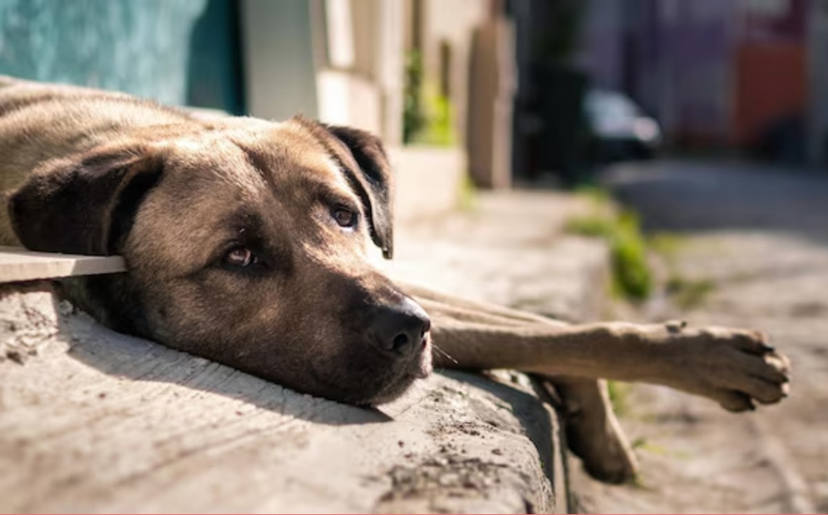 La esterilización canina es una medida fundamental para el control responsable de la población de perros. | Freepik
