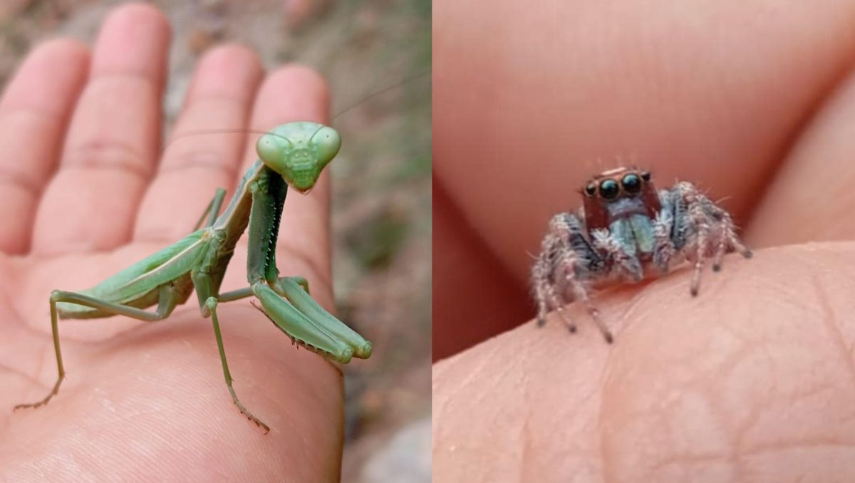 Edson comparte sus fotos y videos de insectos en TikTok y YouTube como ‘Calimon82’.
