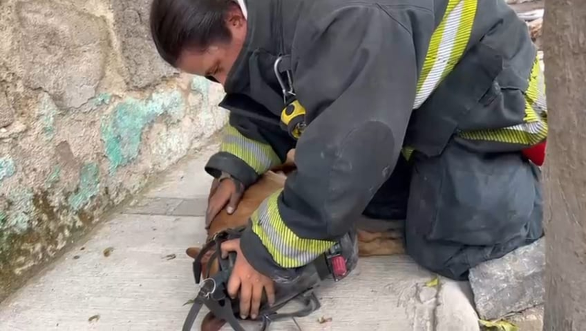 Los elementos tlaquepaquenses rescataron a un lomito de morir en un incendio (Foto: Cortesía)