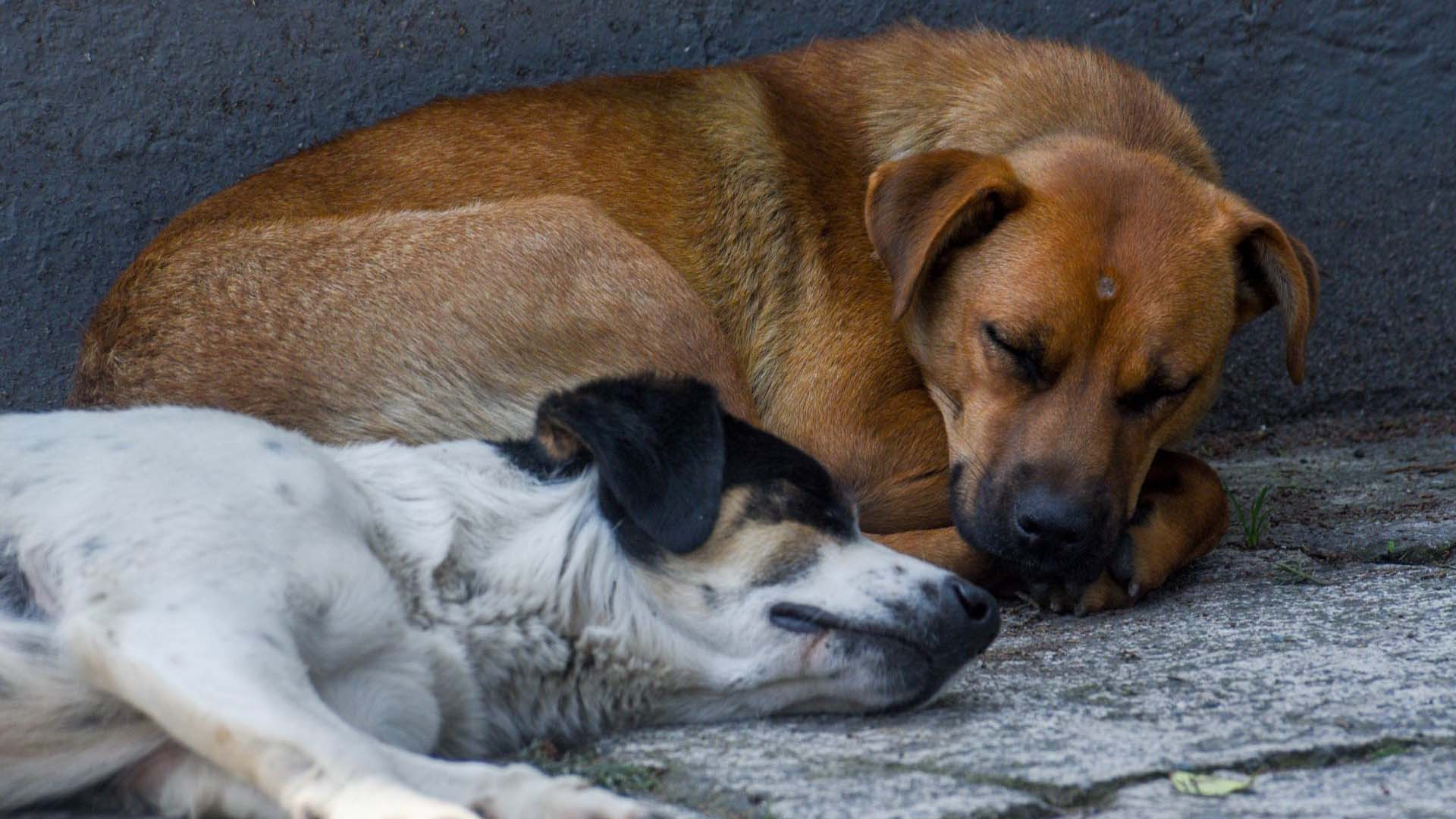 Estado de México: La entidad con más perros callejeros en el país