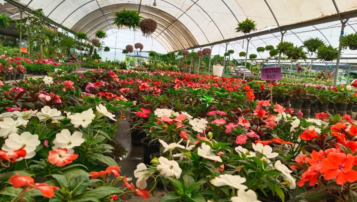 En riesgo producción de flor de cempasúchil por inundaciones en Puebla | Leslie Mora