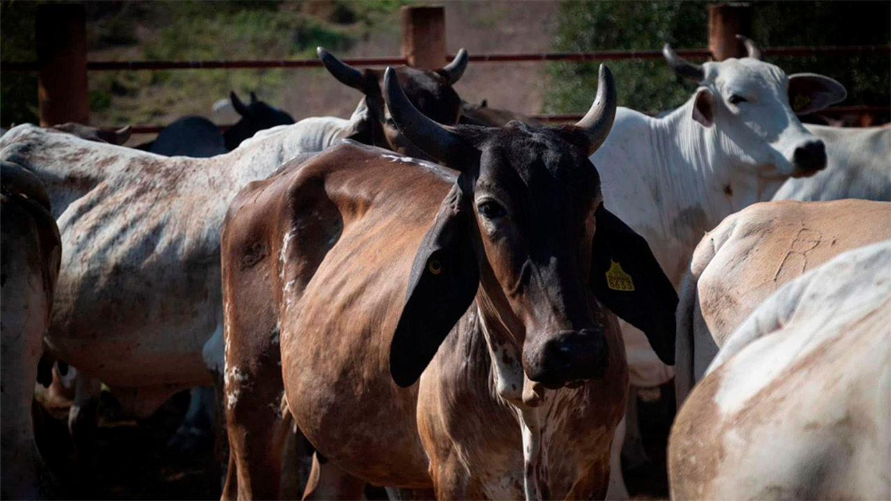 Acuerdo binacional entre México y EU para erradicar el gusano barrenador