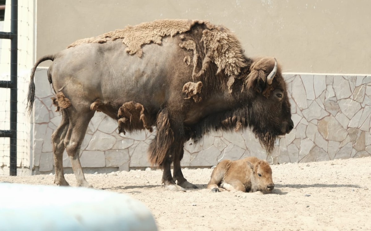 El bisonte americano estuvo al borde de la extinción debido a la caza excesiva. | Lucia Cisneros