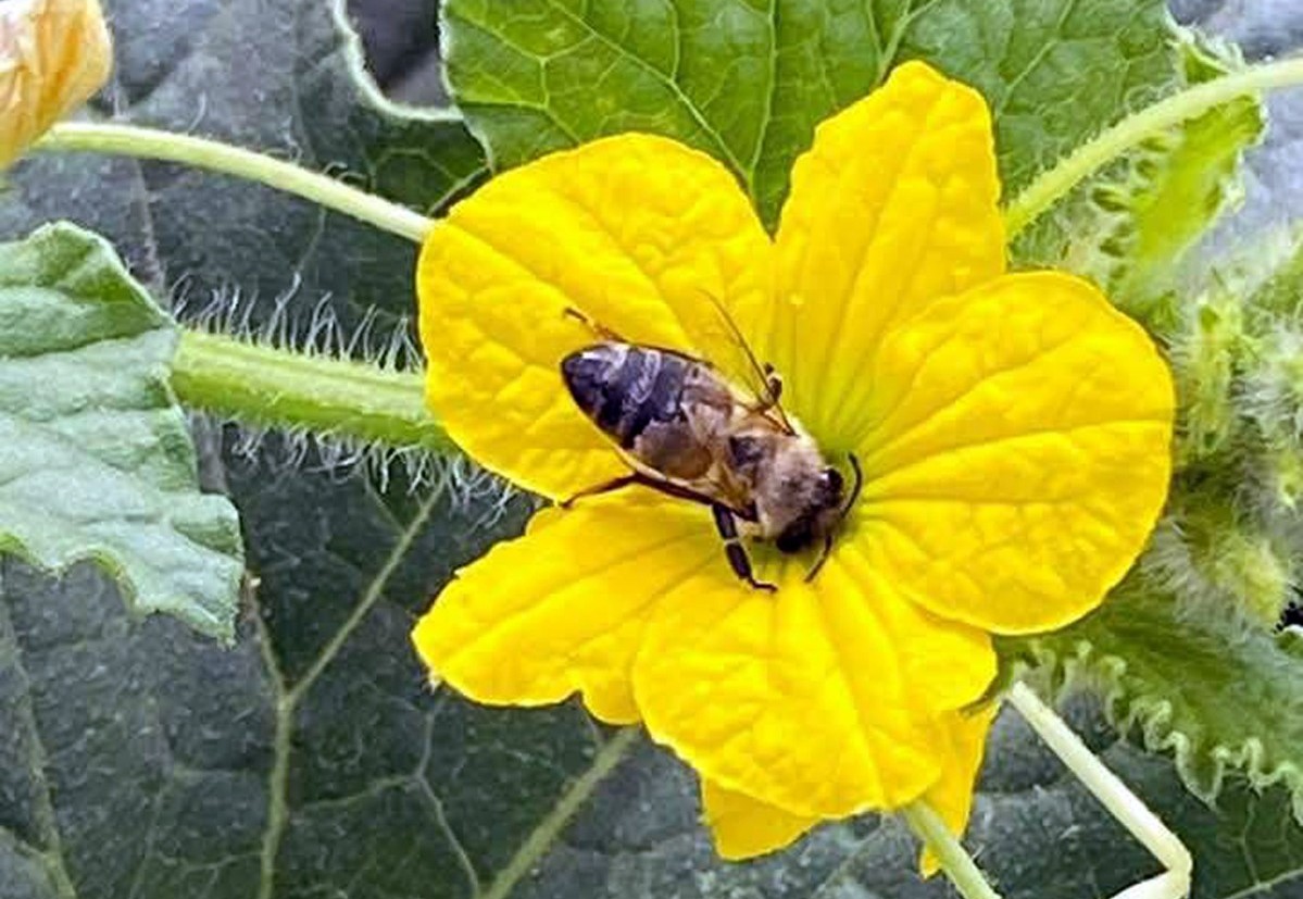Colmenas de abejas elevan 200% la producción de melón lagunero. (Martín Piña)