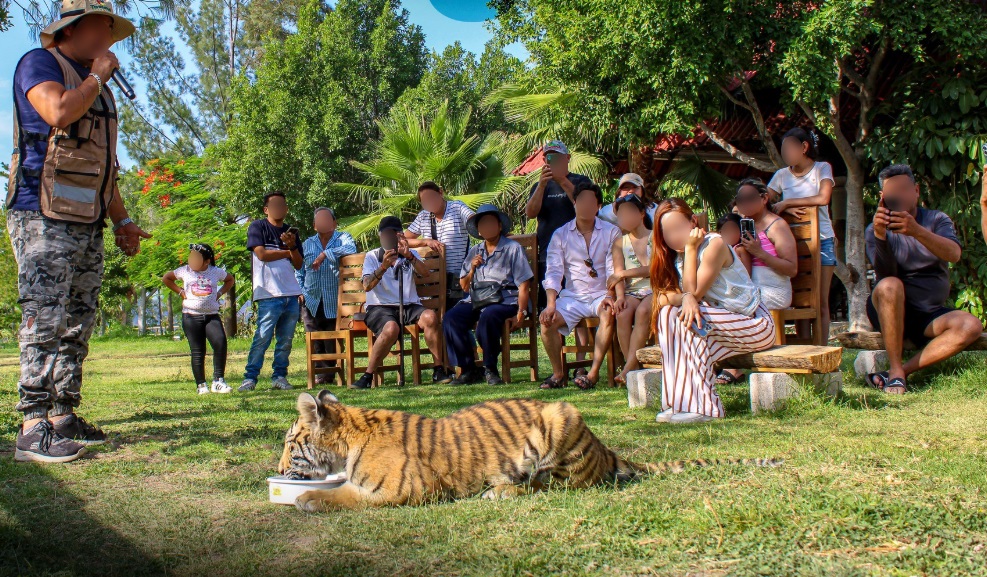 Tigre y otro animales fueron asegurado en bioparque del municipio de Tecozautla. (Cortesía)