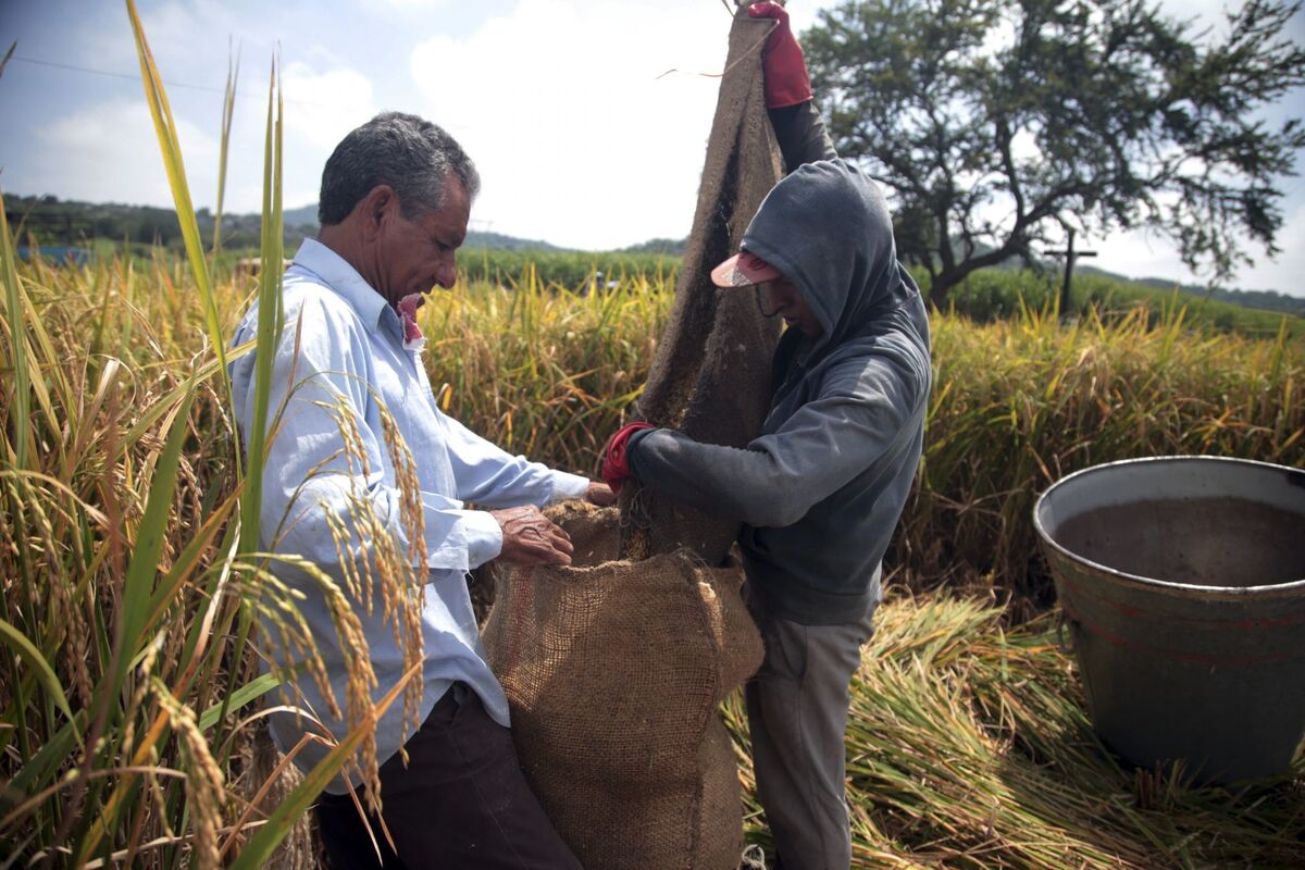 Agricultores serán apoyados por la primera convocatoria del 'Sader' para fortalecer la productividad de arroz. | Cuartoscuro