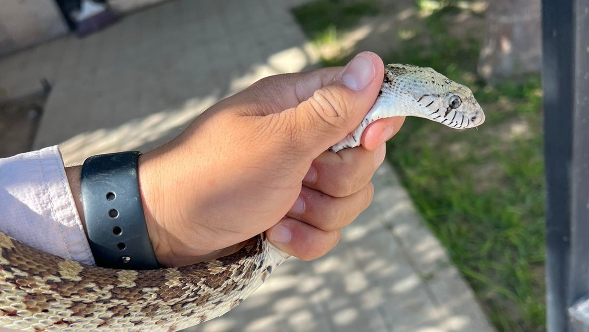 Capturan serpiente en Gómez Palacio. l Especial