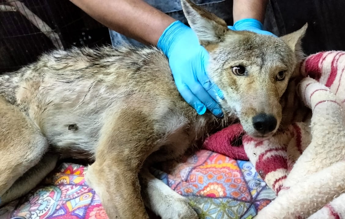 El coyote se encuentra en buen estado de salud. (Cortesía).