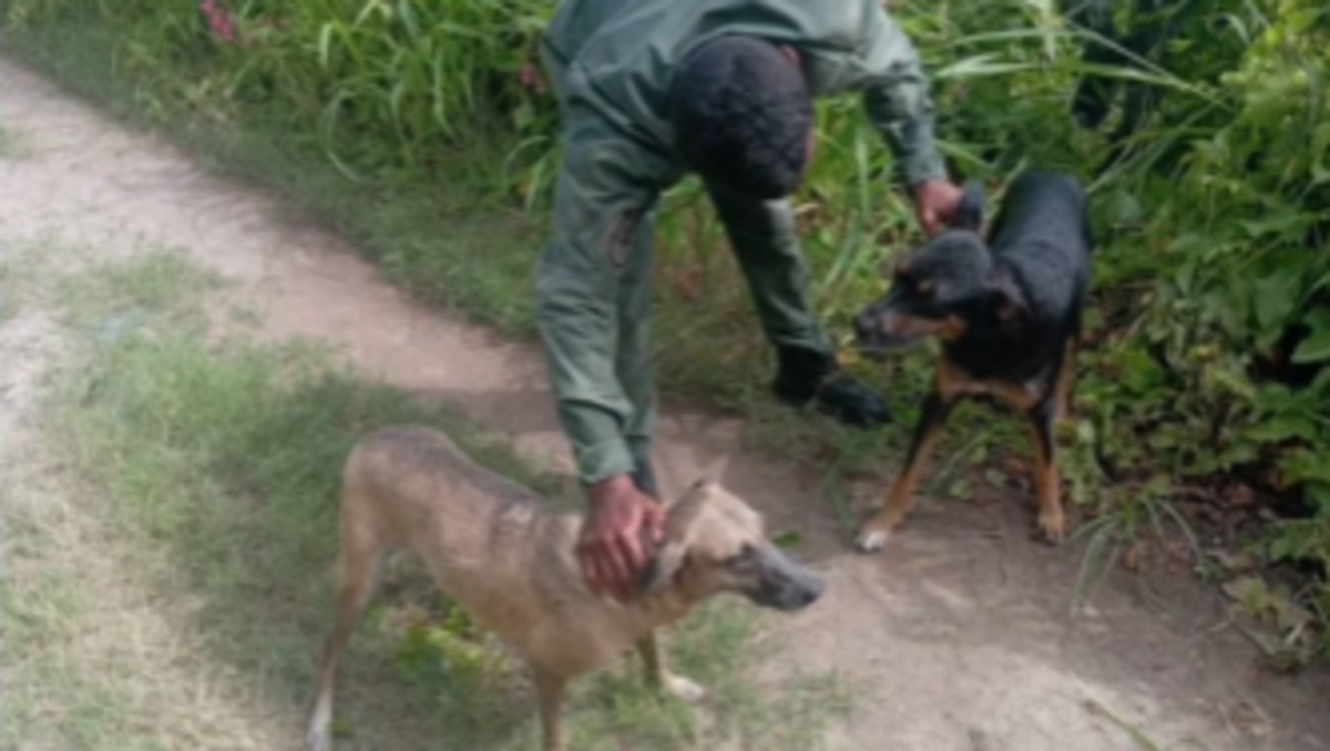 Los soldados sacaron a los perros sin ningún tipo de equipo. | Especial