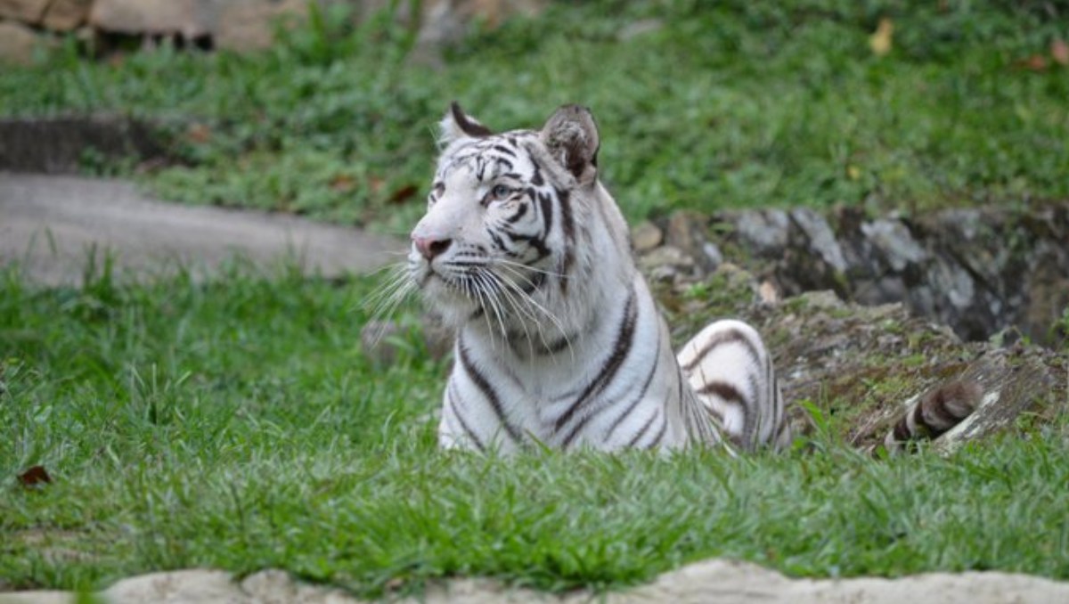Indira era una tigresa muy famosa en el zoológico de Colombia | Especial