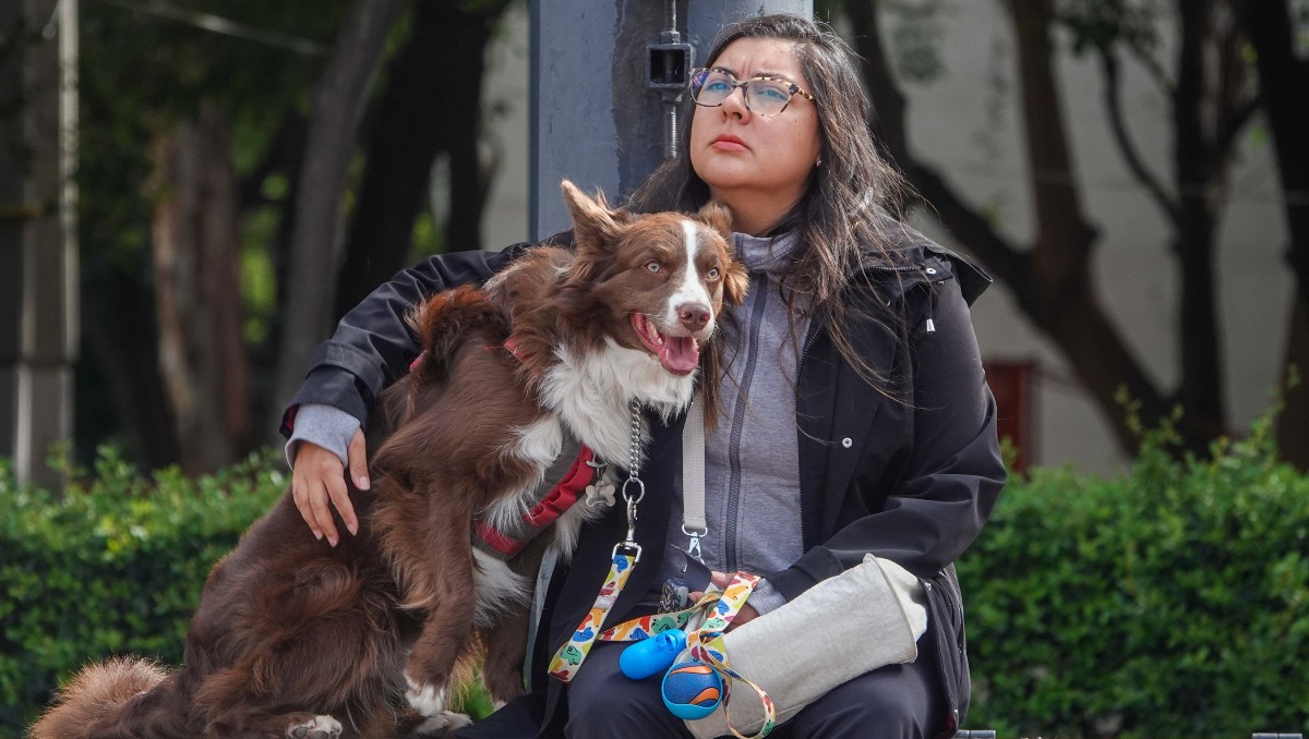 Manutención perros y gatos. (Foto: Cuartoscuro)