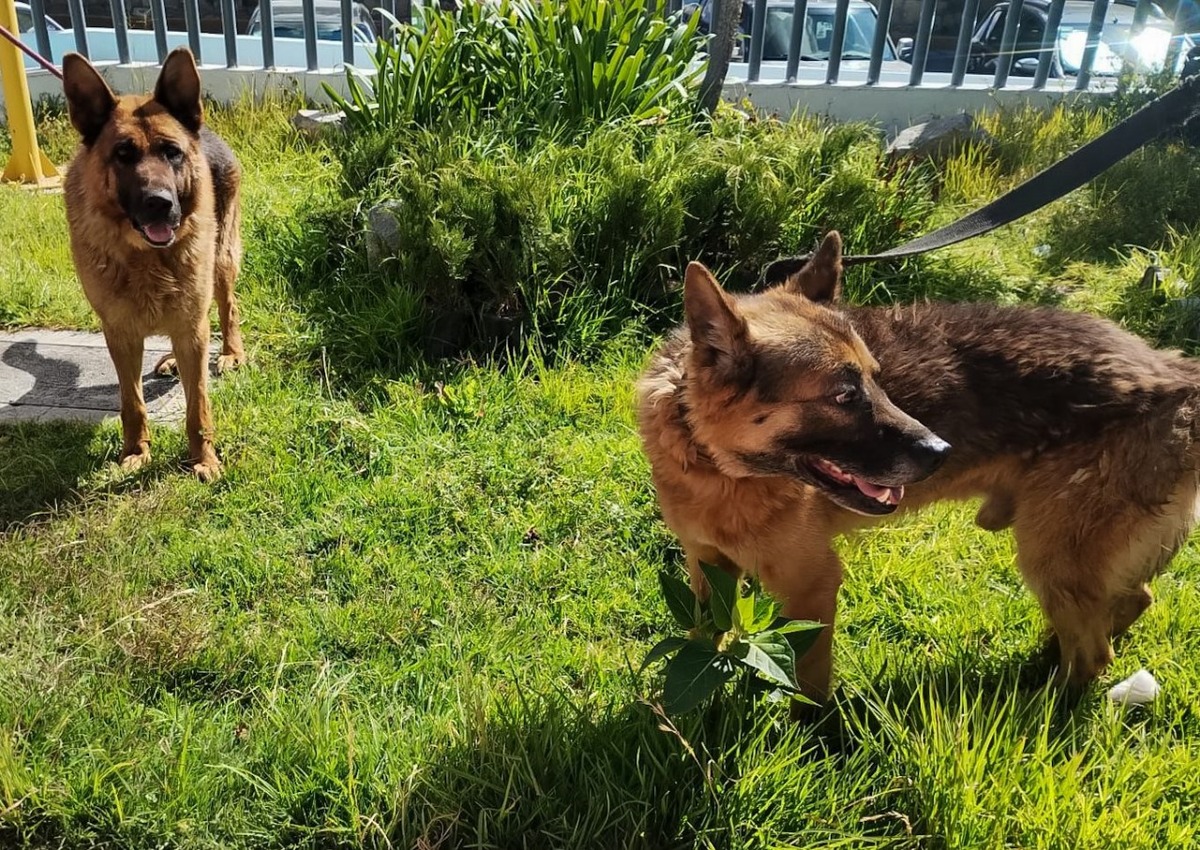 Autoridades veterinarias resguardaron a dos lomitos tras una denuncia ciudadana por maltrato.