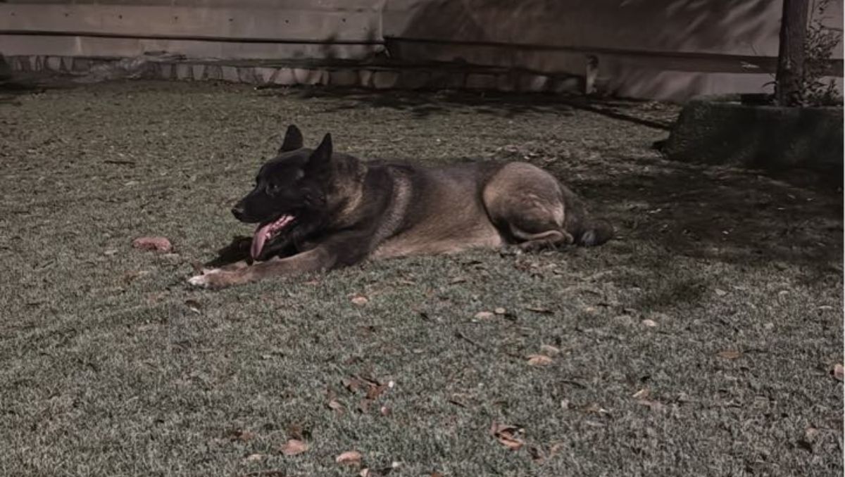 Buscan a 'El Perro cazador' para ponerlo a salvo.  | Especial