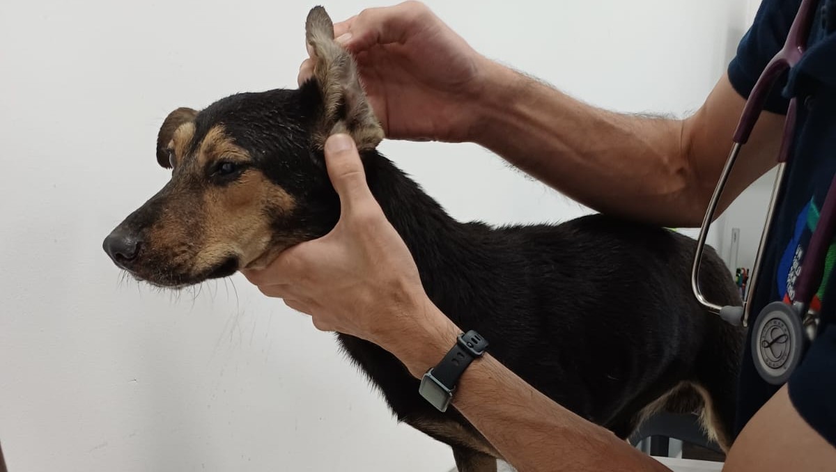 Al animalito se le diagnosticó erliquia, una enfermedad transmitida por garrapatas. Foto: Especial